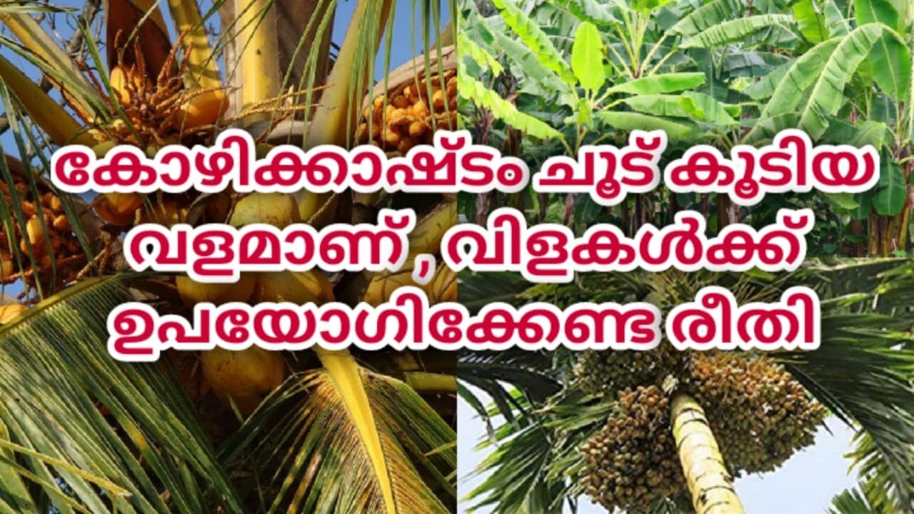 കോഴിക്കാഷ്ടം ചൂട് കൂടിയ വളമാണ് , ഉപയോഗിക്കേണ്ട രീതി | Kozhi kashtam valaprayogam malayalam