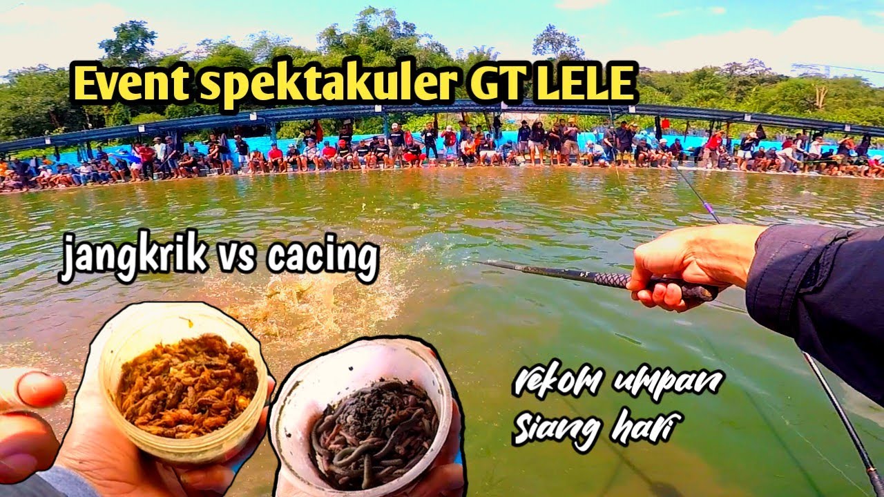 Jangkrik vs cacing event spektakuler Galatama lele. Umpan ikan lele