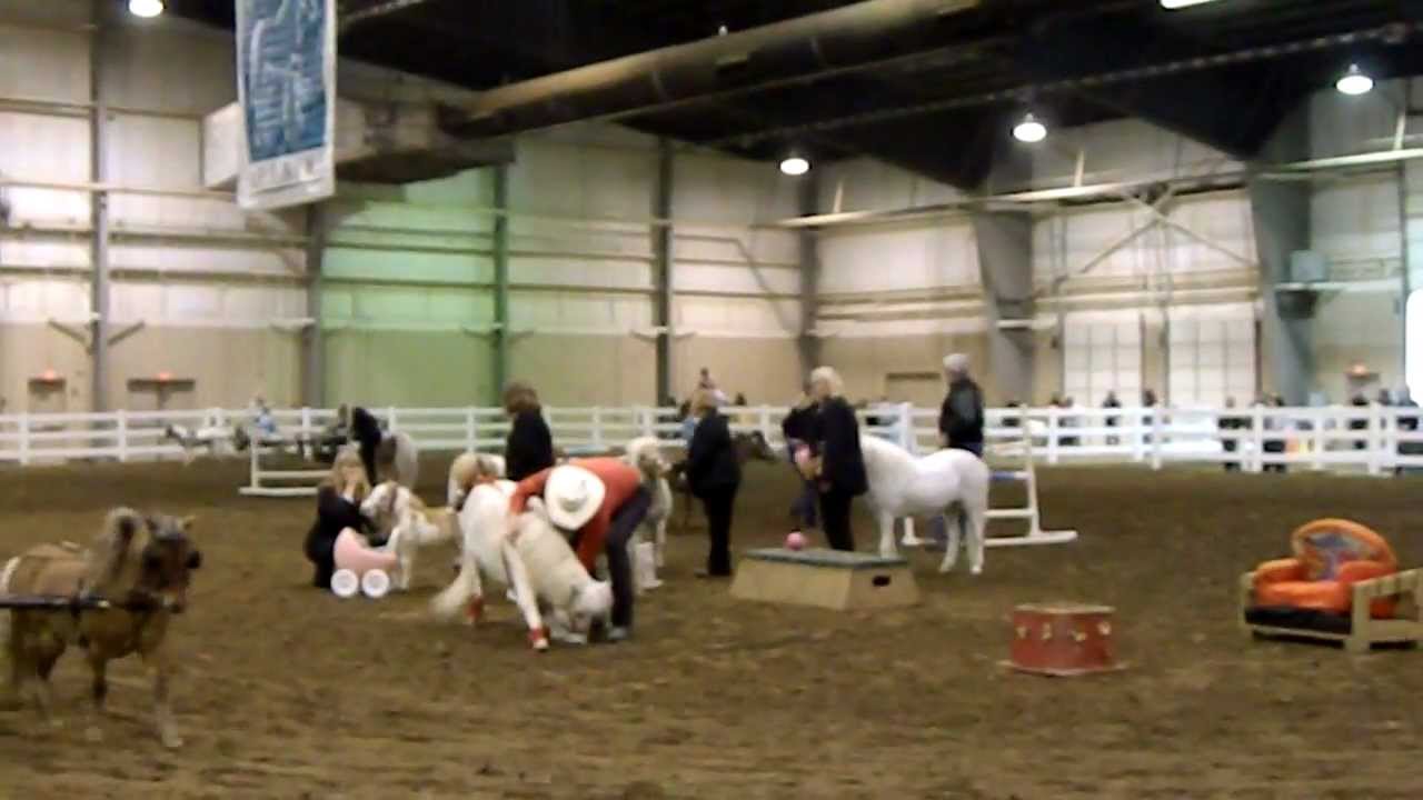 Miniature Horse - breed demo - Equine Affaire 2012