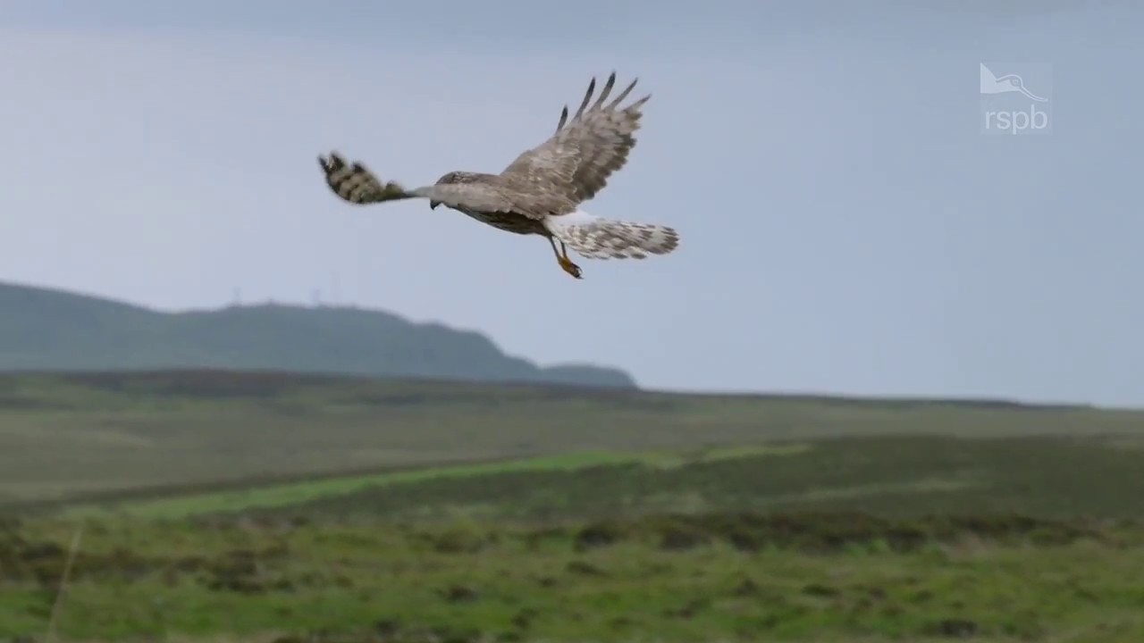 Hen Harrier Day 2017