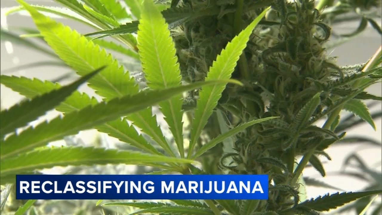 Trump to sign executive order reclassifying marijuana: Officials