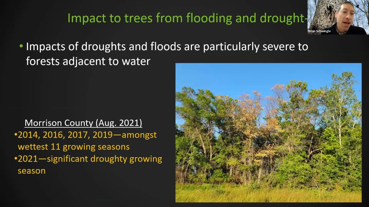 Tree and Forest impacts from recent droughts and floods
