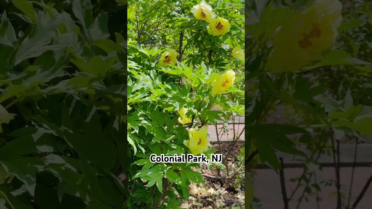 Tree Peony | Colonial Park Garden, NJ | Spring Blooms | Backyard Garden Highlights