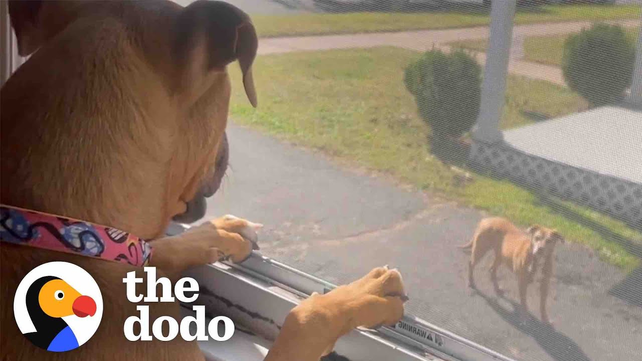 Милый щенок питбуля подружился с «агрессивным» старшим питбулем | The Dodo Pittie Nation