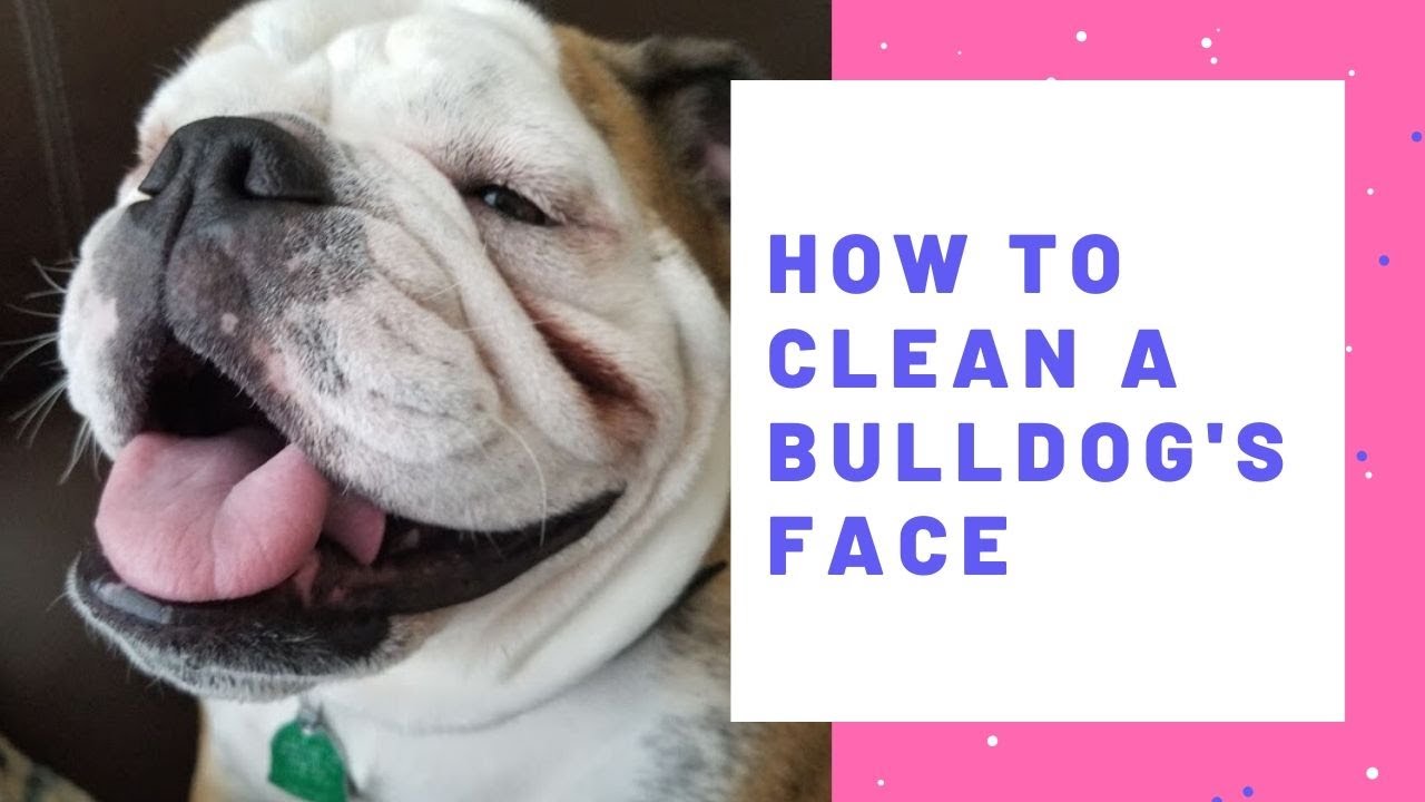 How to Clean a Bulldogs Face