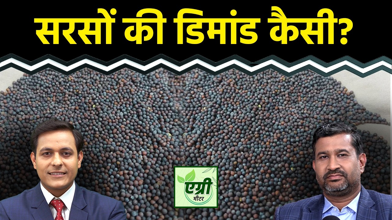Mustard Price Today : सरसों में क्या रणनीति बनाएं कारोबारी? Commodity Market | Agri Commodity