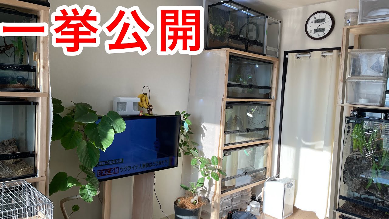 ルームツアーをしながらこだわり抜いた飼育環境・レイアウトを紹介‼︎