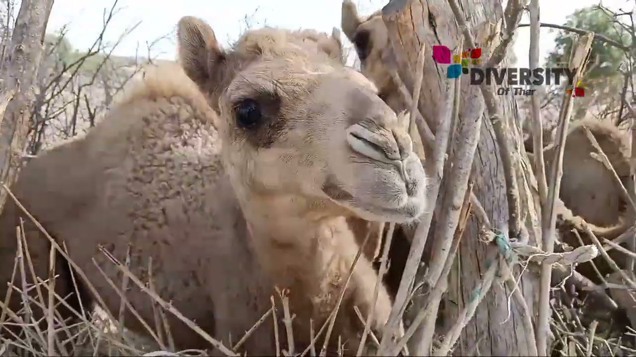 Camel Calf Crying In Fence || Camel Calf Of Thar