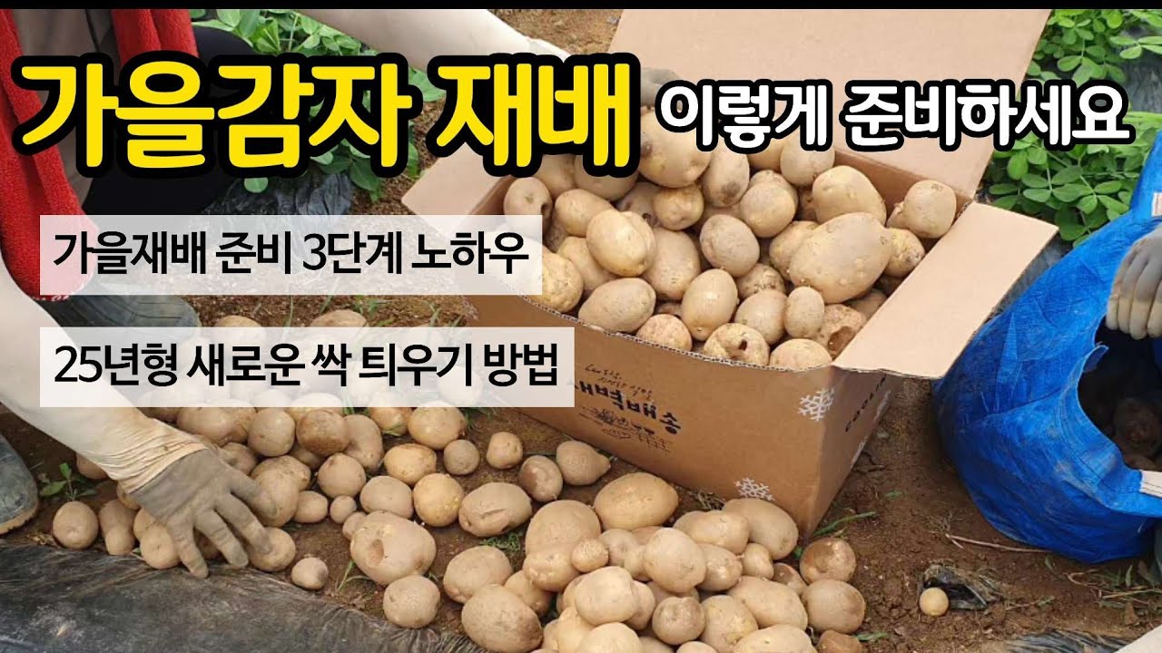 가을 감자 재배 이렇게 준비하세요 - 가을재배 준비 3단계 꿀팁 공개. 25년형 새로운 싹 틔우기 방법