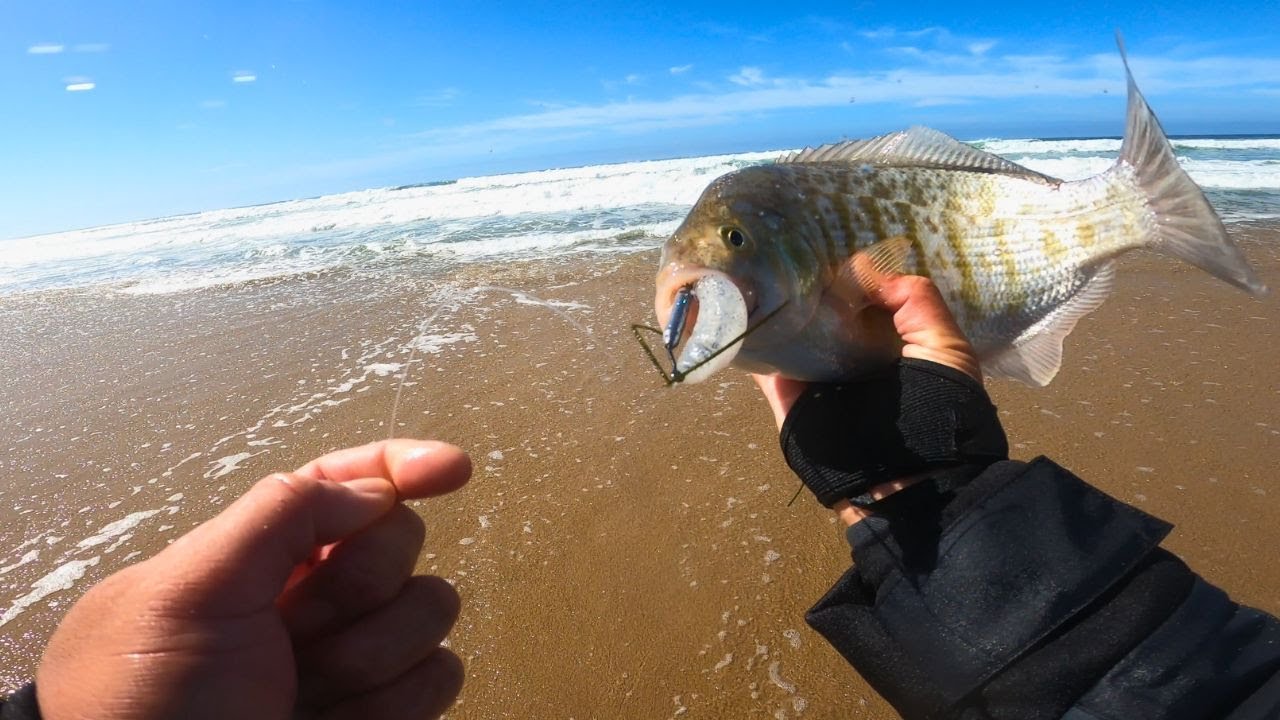 Случайная поимка окуня на приманки Halibut Swimbaits
