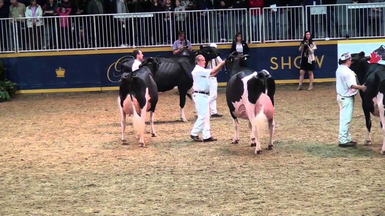 Royal Winter Fair Grand Champion Holstein 2015