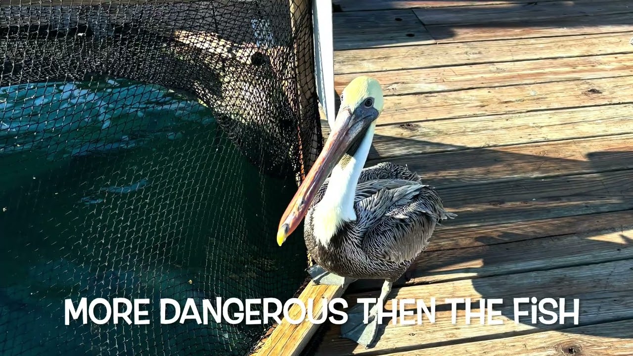 Feeding the giant tarpon at Robbie’s in Islamorada 