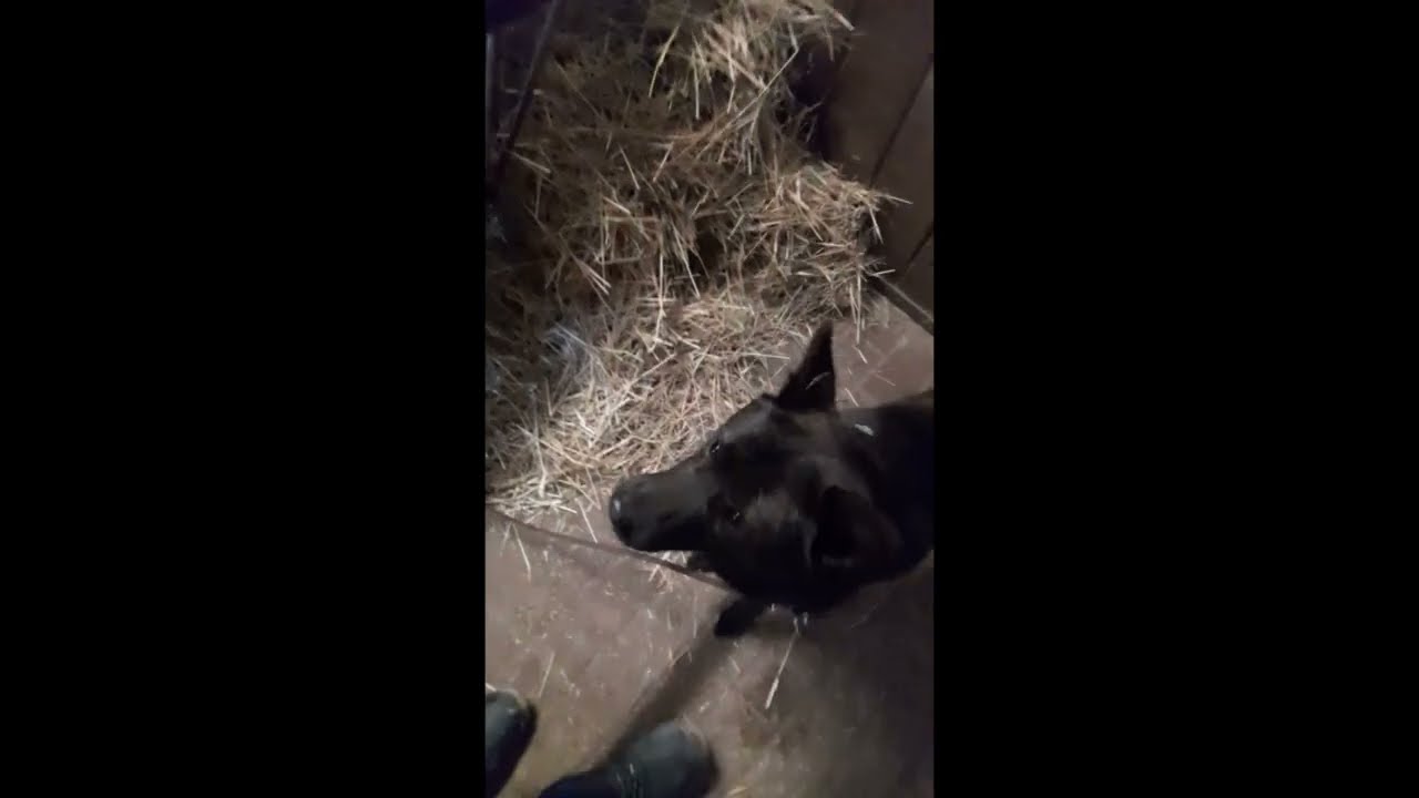 Lieblingshund Dunkelbunt Barn Hunt  