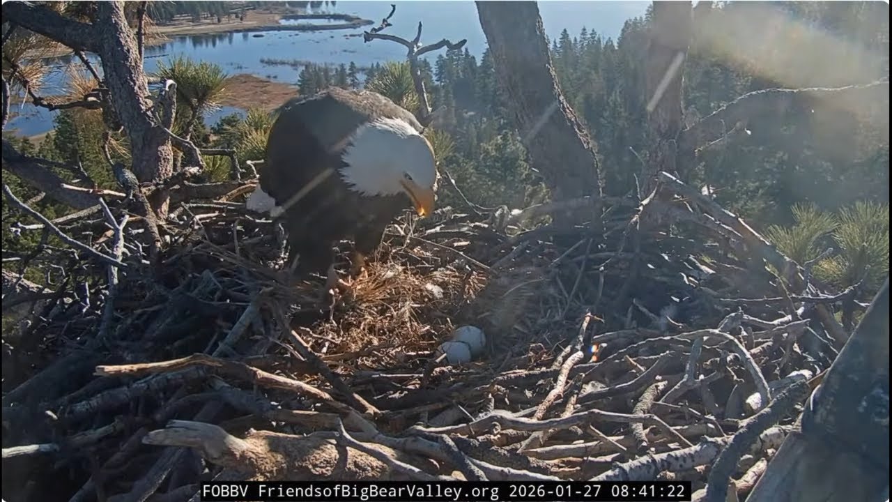 Shadow and Jackie bring the sheets for the eggs 27.01.2026 @FOBBVCAM