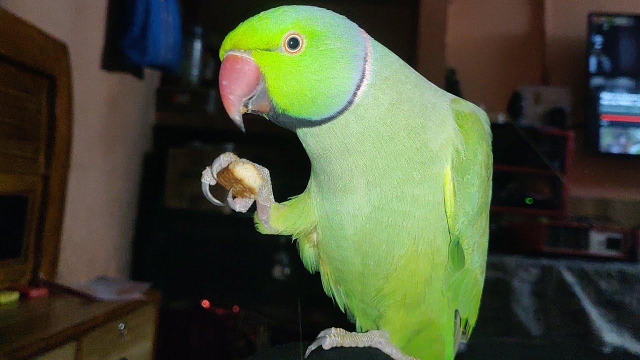 Talking parrot conversation with boy