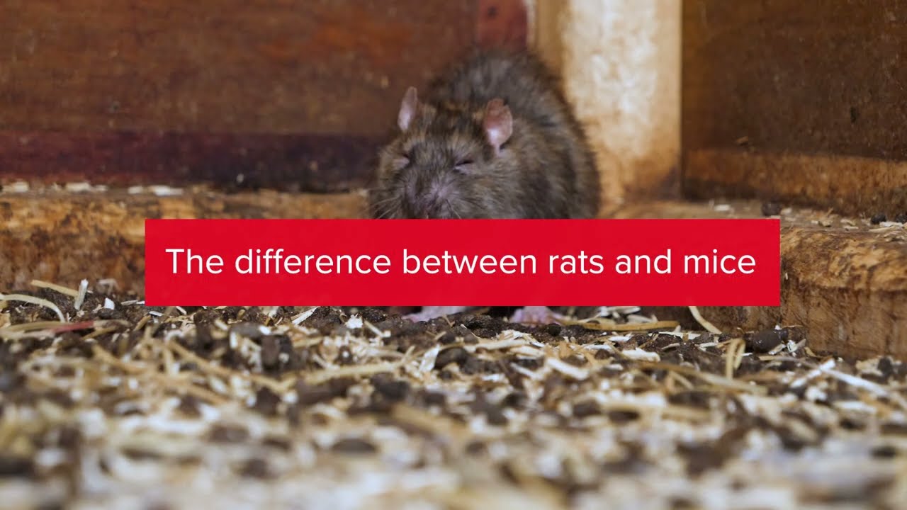 Rentokil Rats vs Mice -  tips on how to tell the difference between rodents