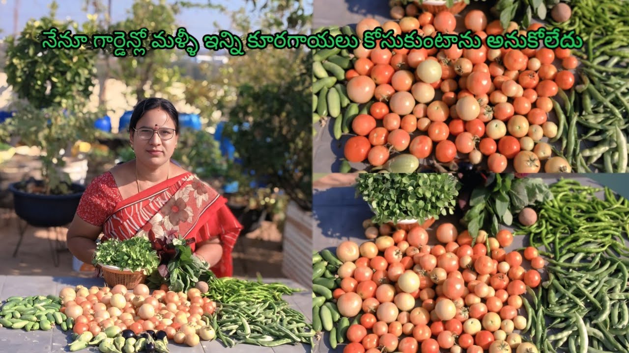 ఈరోజు గార్డెన్లో ఇన్ని కూరగాయలు వస్తాయి అనుకోలేదు ఎందుకో తెలుసా?