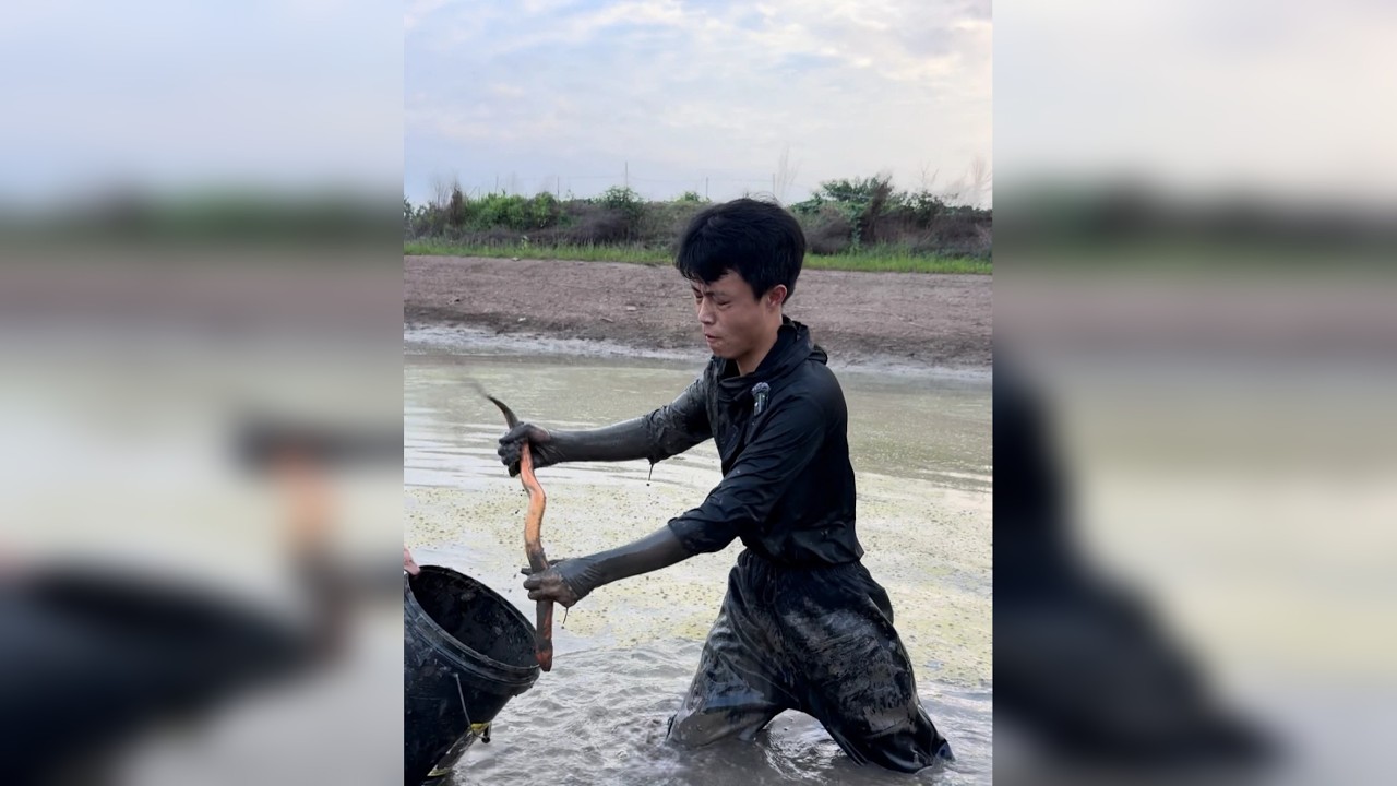 花一百块包下的塘，没想到里面鳝鱼资源这么好....