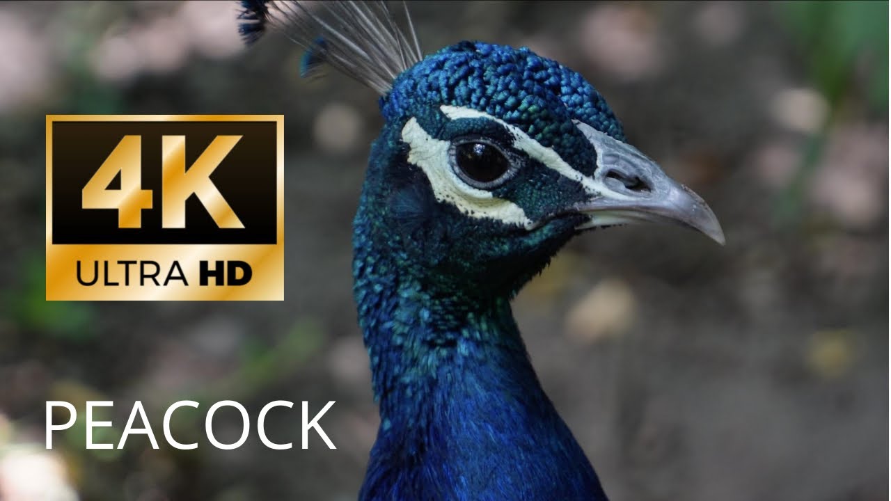 Peacock - 4K ULTRA HD VIDEO | short clip of peacock (peahen & peafowl) and baby peacock.