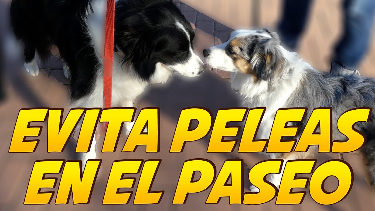 Cachorro Saluda BRUSCO en Paseos ❤️ | Cómo Calmarlo