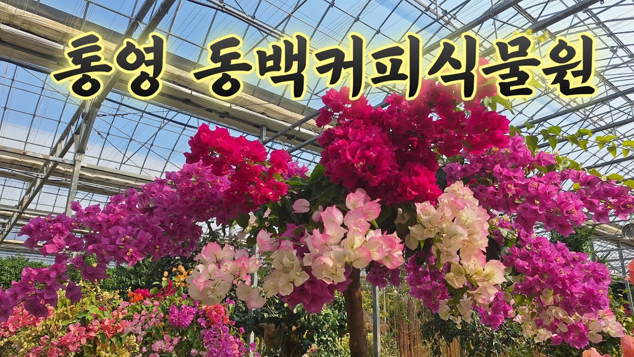 통영 동백커피식물원-통영가볼만한곳