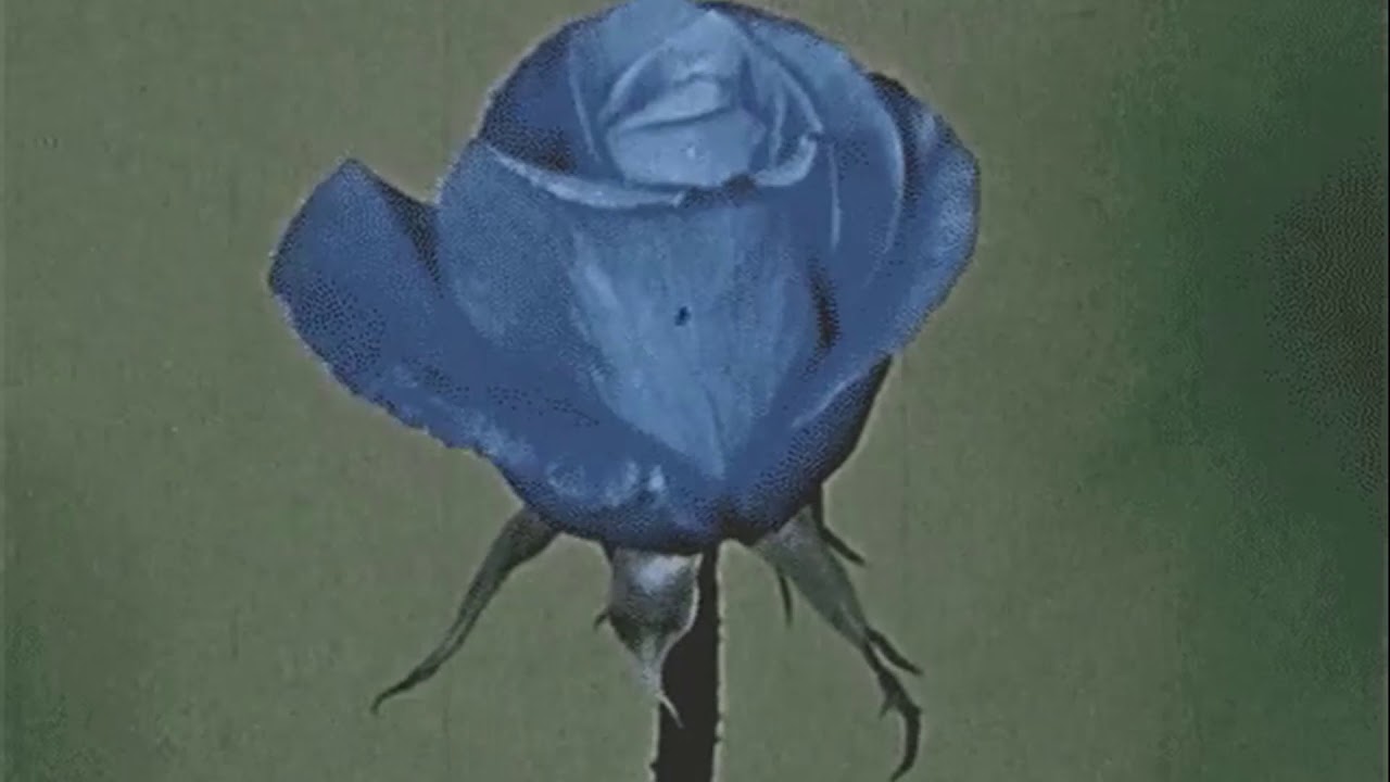 harry styles - sweet creature (slowed + reverb)