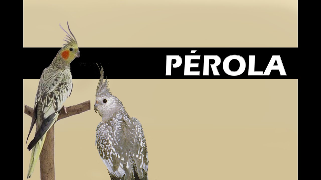 Mutação Pérola ou Opalina!