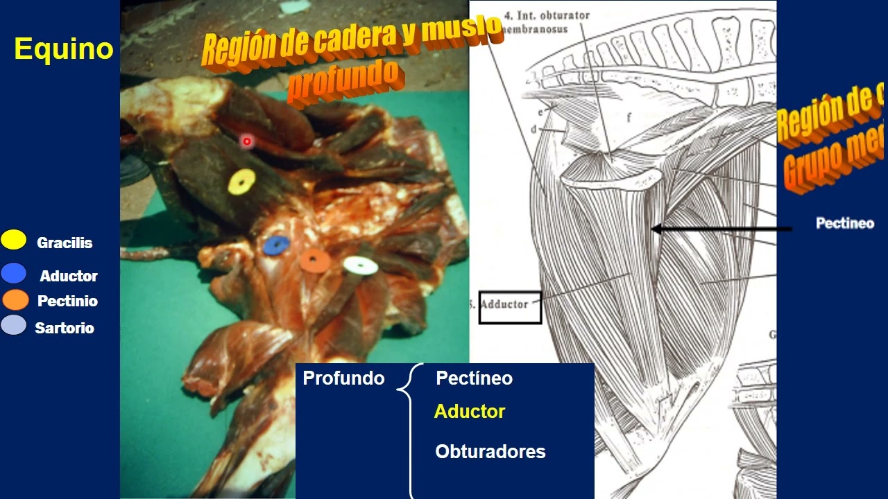 Miología de Equino y Canino Parte 6: Músculos del Miembro Posterior o Pelviano
