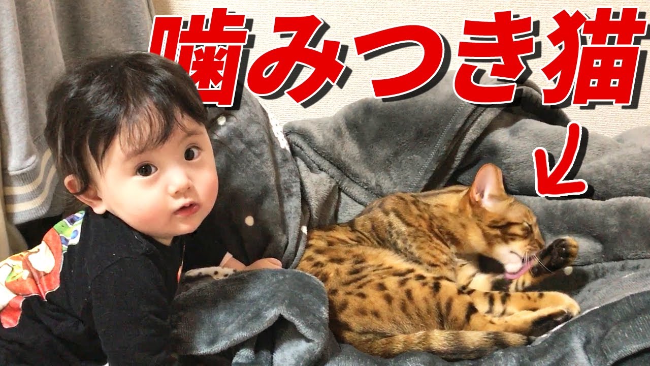 触ると噛みつく凶暴な猫 vs 怖いもの知らずの赤ちゃん！猫のまさかの対応
