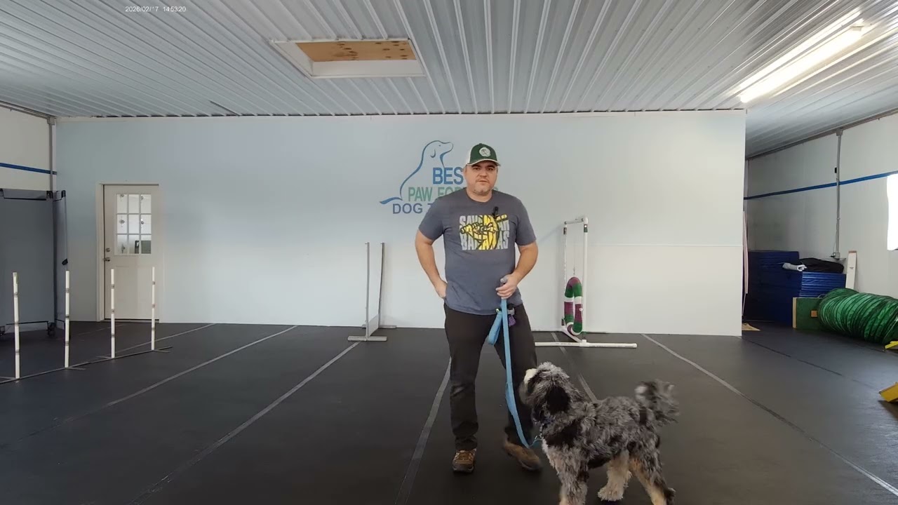 Bear the Bernedoodle | Week 4 Board & Train | Leash Walking & Recall Training at Best Paw Forward
