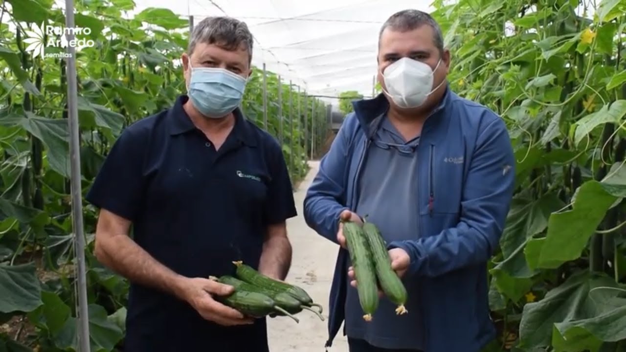 Estos 2 agricultores multiplicaron la calidad de su pepino holandés con Flavius F1 🥒🥒