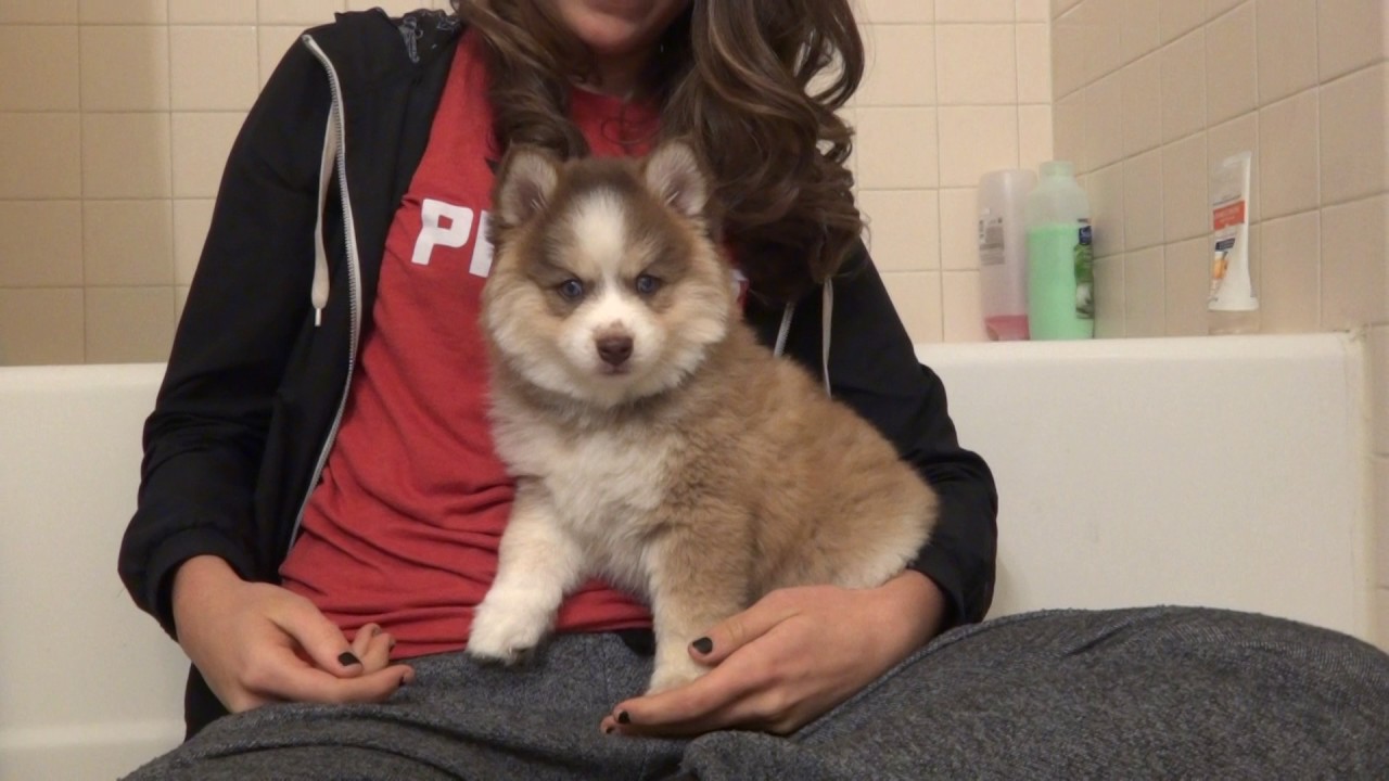 8 week old F2 Pomsky pup!!  Blue eyes!