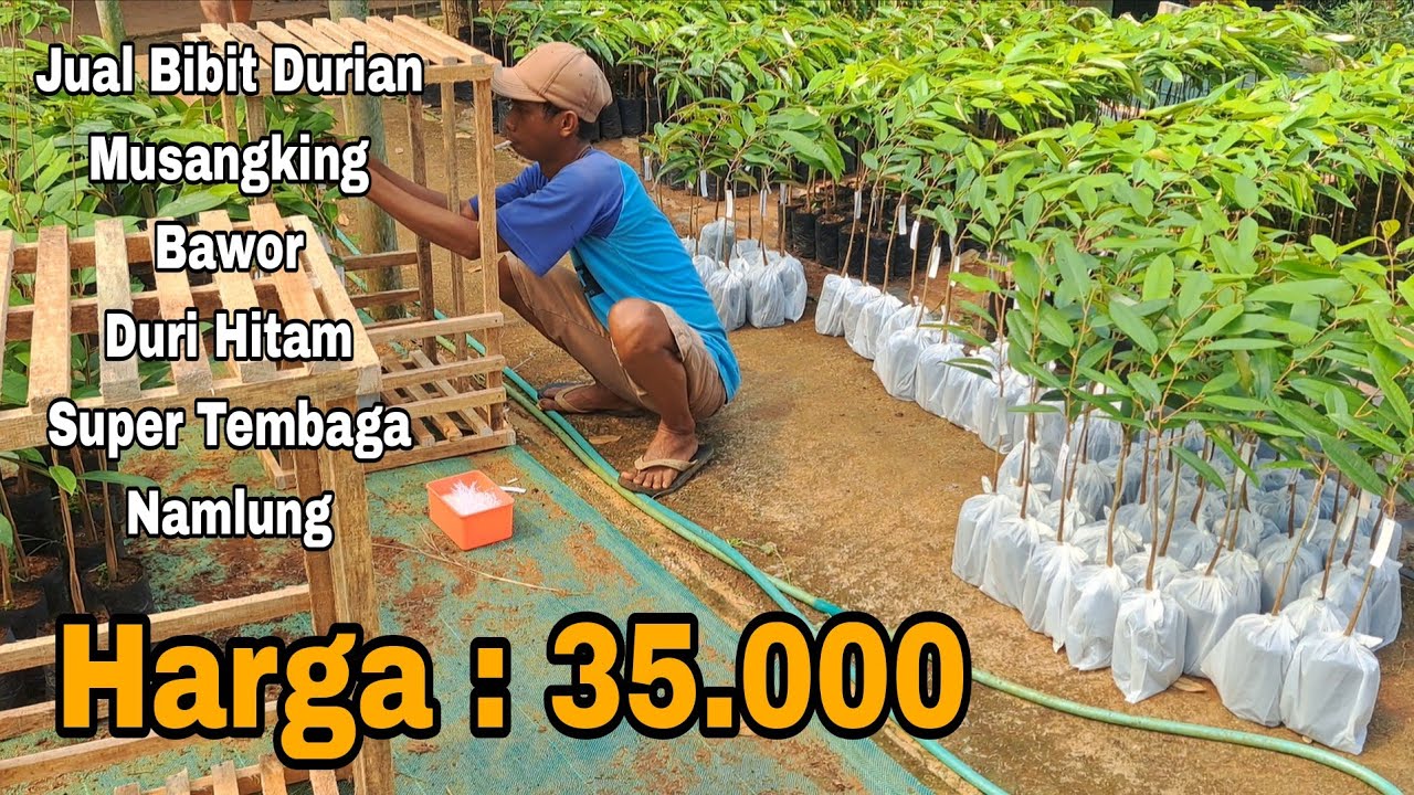 Harga Bibit Durian : Duri Hitam, Musangking, Bawor, Super Tembaga , Namlung