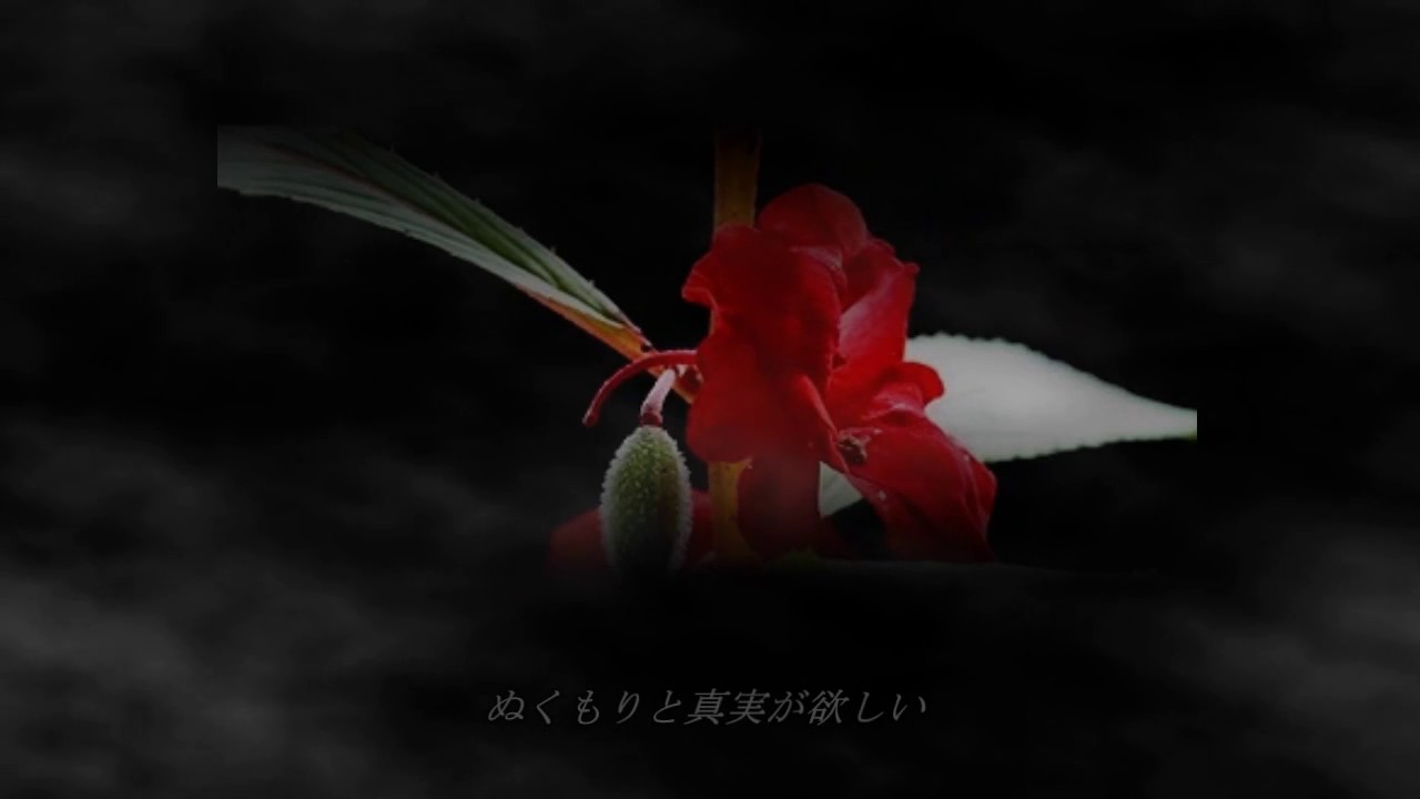 鳳仙花　　八神純子