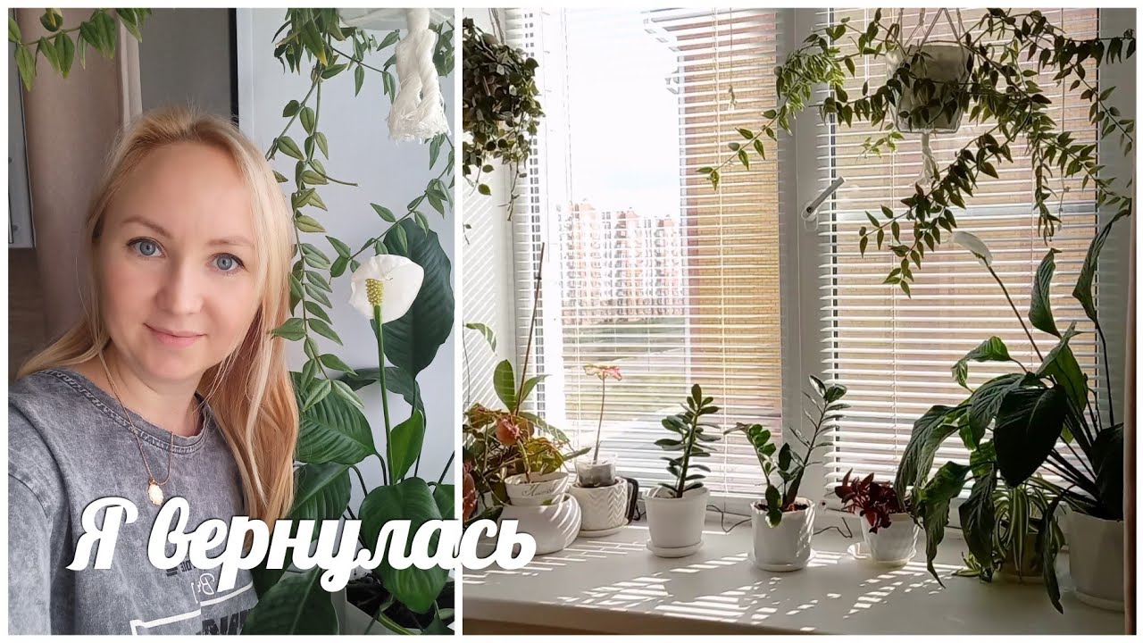 Мои комнатные растения на кухне🌱 Сентябрь 2025