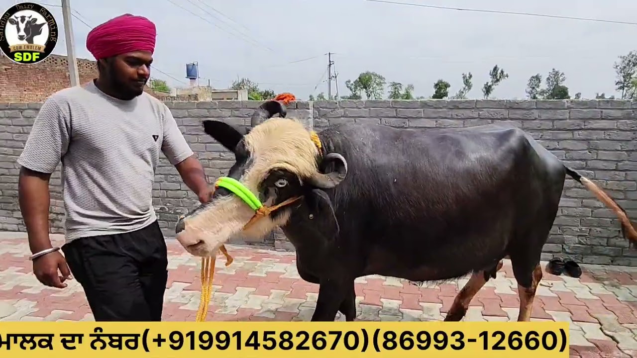 #date (13-03-26) ਤਿੰਨ ਝੋਟੀਆਂ ਤੋਕੜਾ ਗੱਭਣਾ ਚੈੱਕ ਪਾਸ਼ ਇੱਕ ਸੱਜਰ ਦੋ ਨੀਲੀ ਰਾਵੀ ਨਸਲ ਦੀਆਂ 