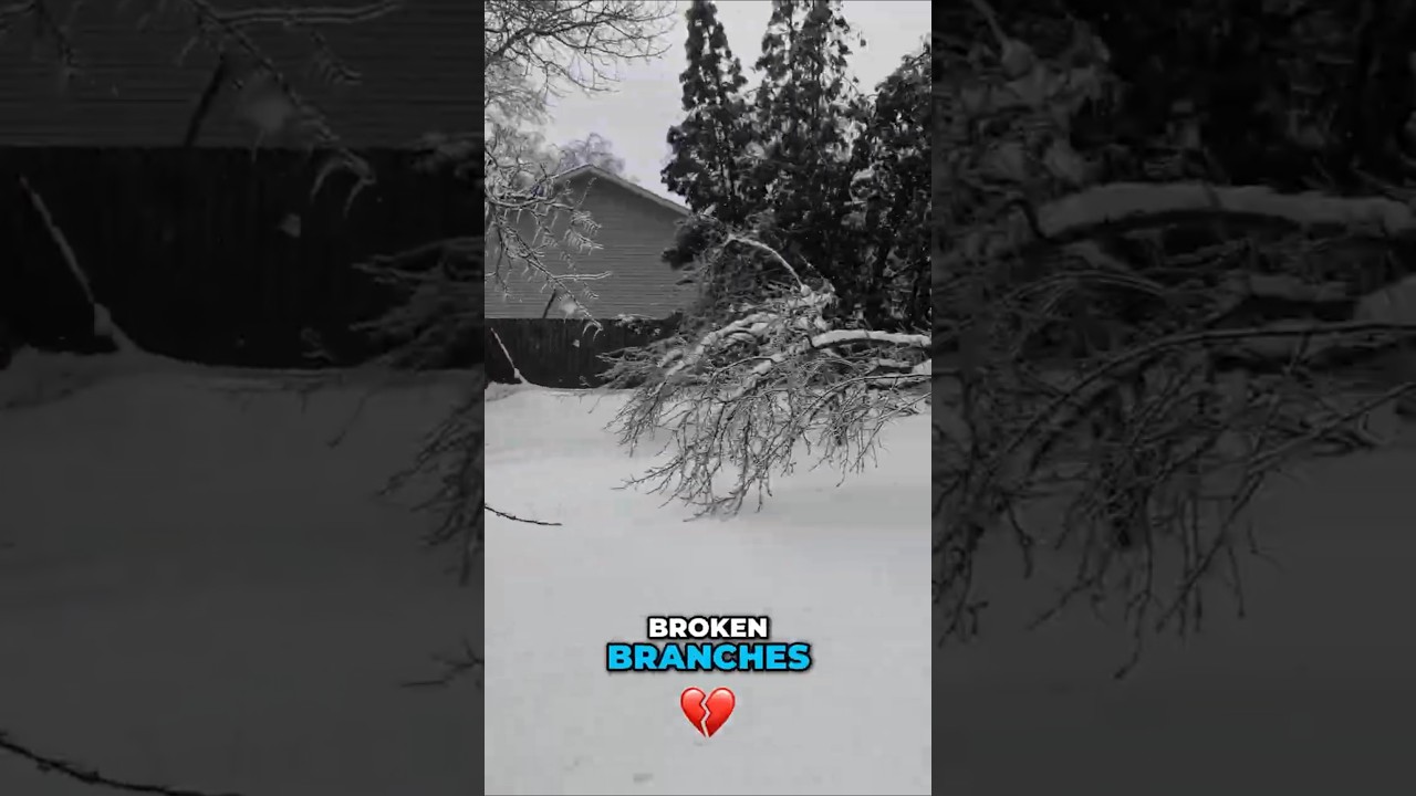 Последствия ледяного шторма: собаки благополучно вернулись домой, деревья повреждены!