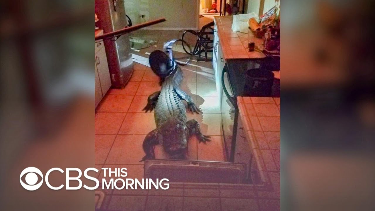 11-foot alligator breaks into Florida home