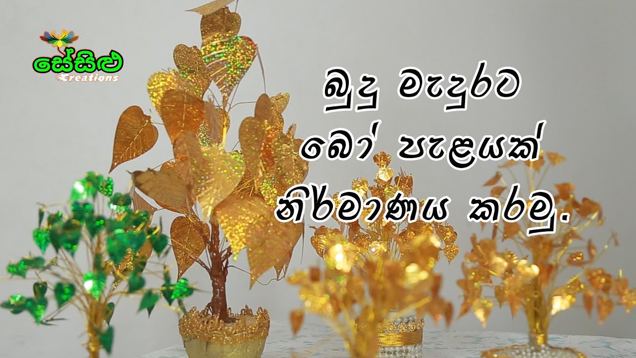 බුදුමැදුර ට බෝ පැලයක්