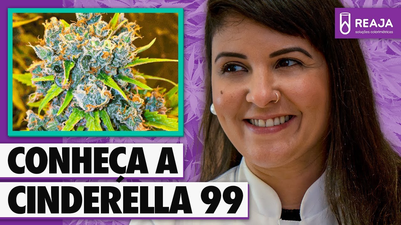 STRAIN REVIEW: CINDERELLA 99 l Enfercanabica