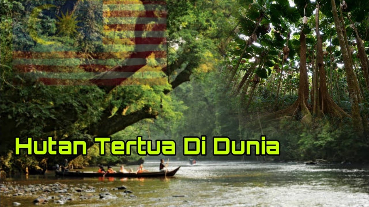 7 Hutan Tertua Didunia | 3 Daripadanya Milik Malaysia