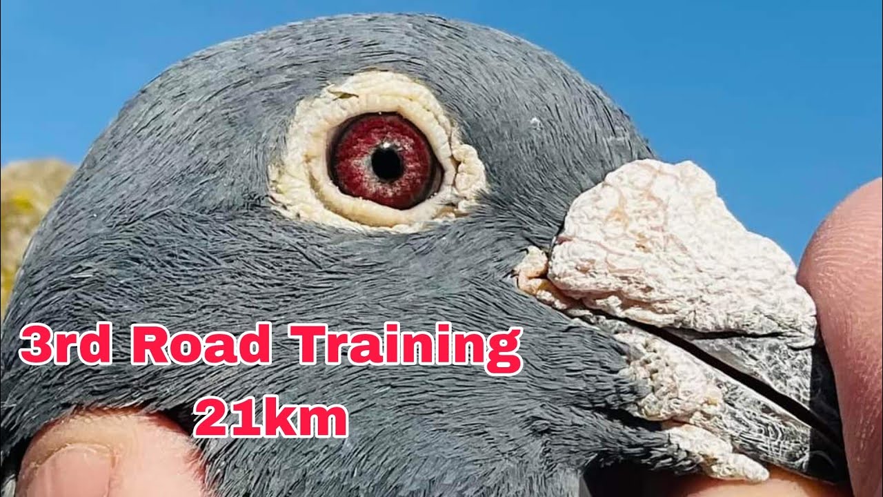 3rd Road Training 24km | Racer Pigeon Training | Racer Kabootar Ki Training | Kalapati Pigeon Racing