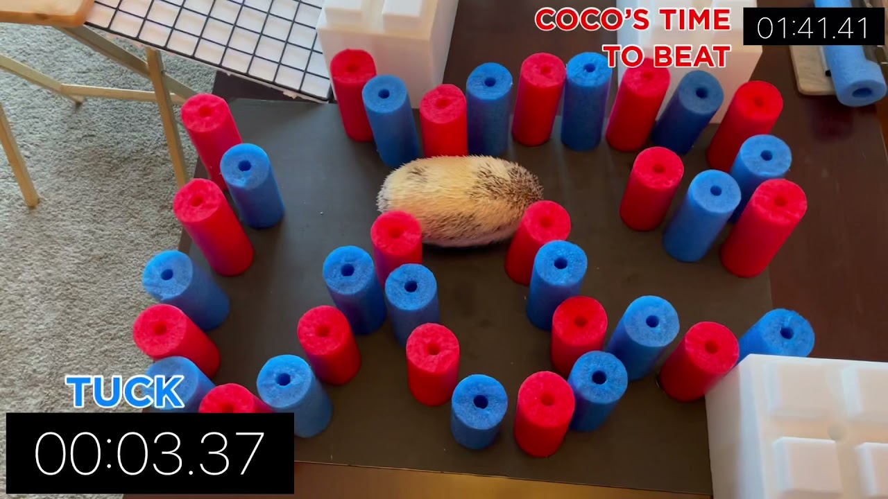 American Hedgehog Warrior - Season 2 Course 2 - Coco vs Tuck