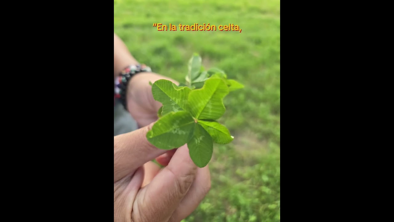 Tr&eacute;bol de 5 hojas, Yo encontr&eacute; uno. Significa que voy a tener dinero pronto?