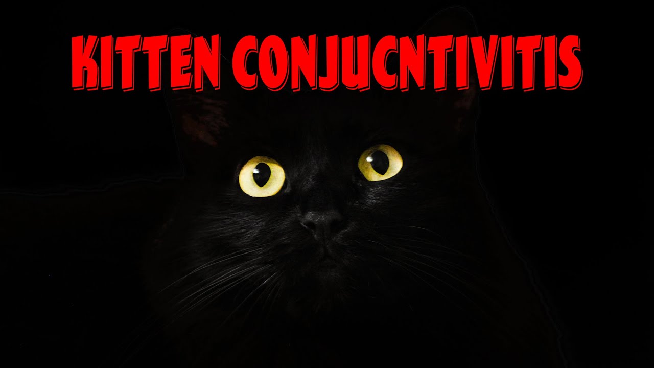 chlamydophila felis, the cause of kitten conjunctivitis, should you vaccinate?