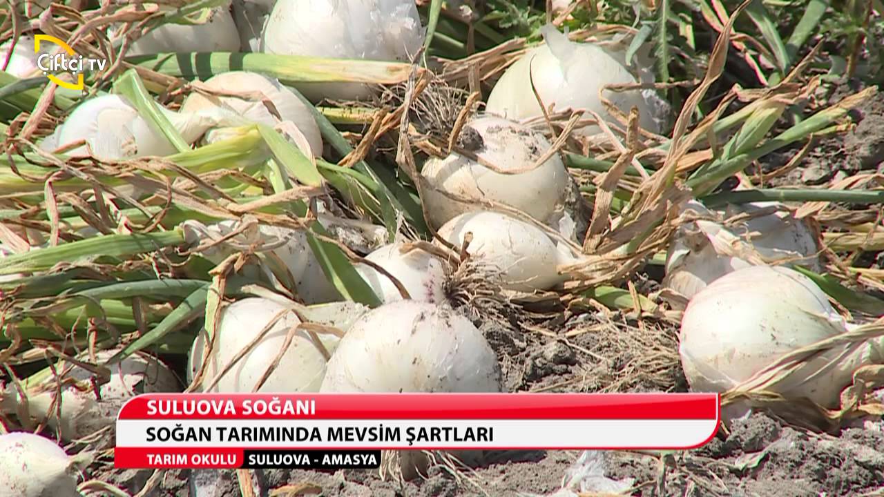 TARIM OKULU/TURFANDA SOĞAN YETİŞTİRİCİLİĞİ-AMASYA/SULUOVA