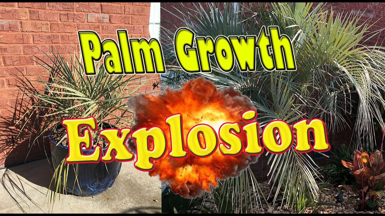 Palm Growth Explosion 🌴 | 2017 vs 2025