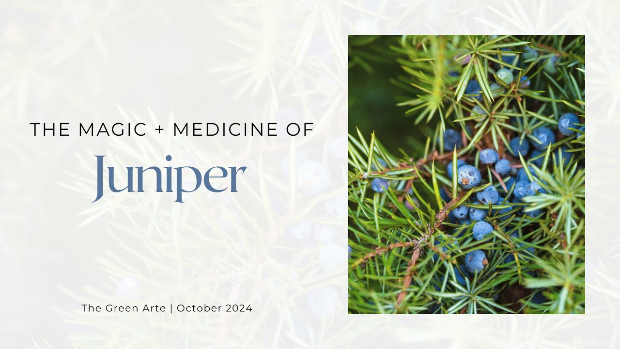 Магия и медицина можжевельника