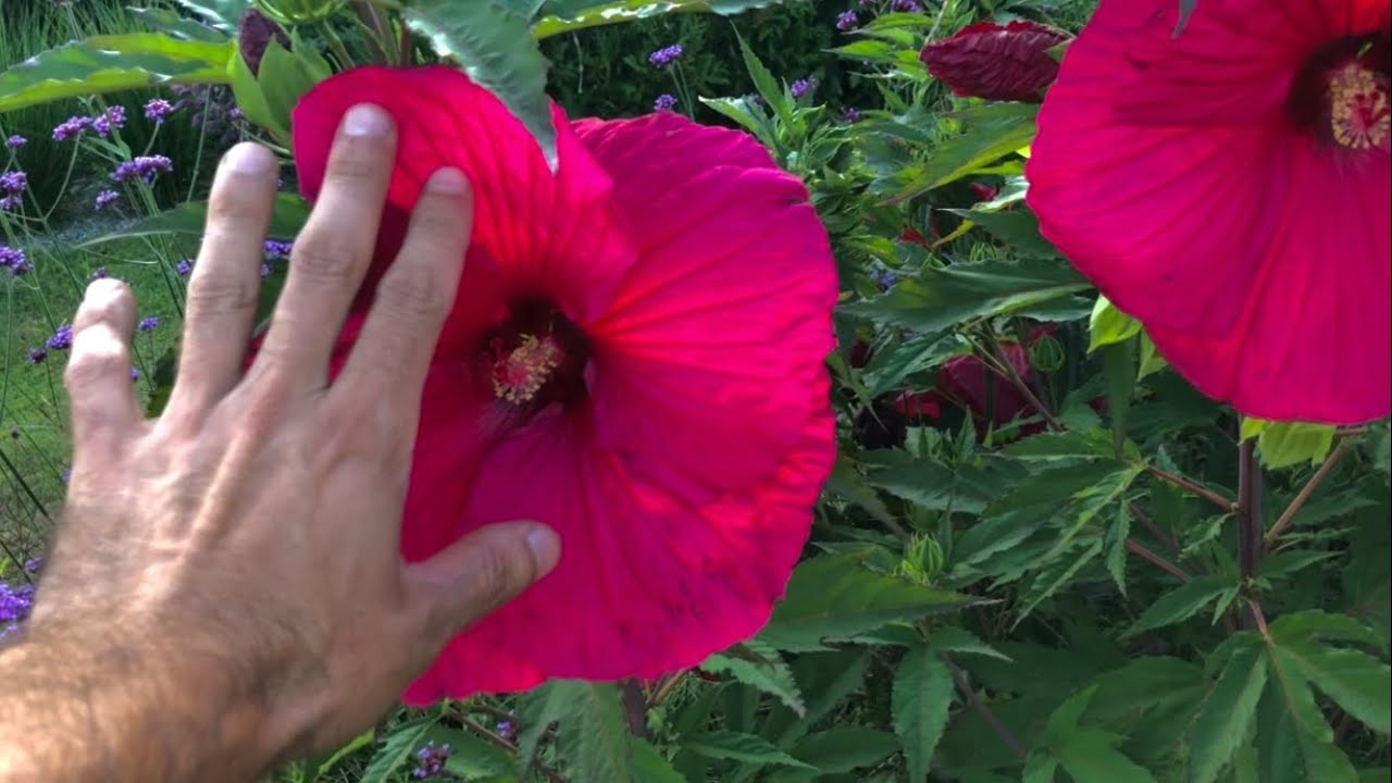Hibiskus bylinowy Summerific ,Summer in Paradise, o 30cm kwiatach. Uprawa w Polsce.
