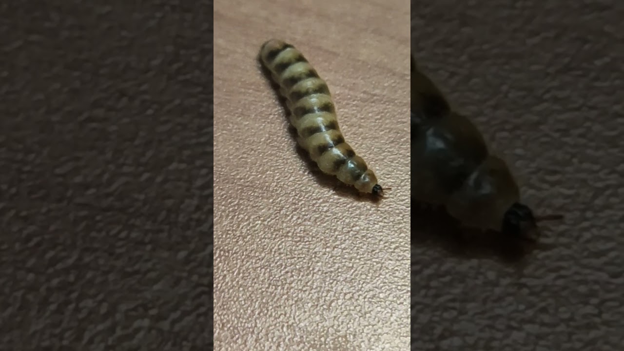 Railroad worm | Light emitting worm | Glow worm | 